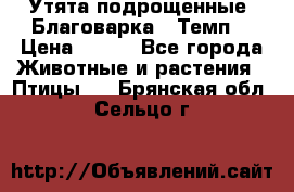 Утята подрощенные “Благоварка“,“Темп“ › Цена ­ 100 - Все города Животные и растения » Птицы   . Брянская обл.,Сельцо г.